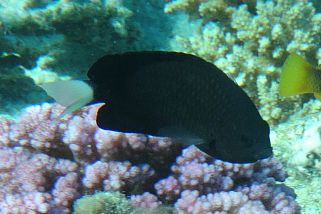 Pomacentrus albicaudatus - Weißschwanz-Demoiselle